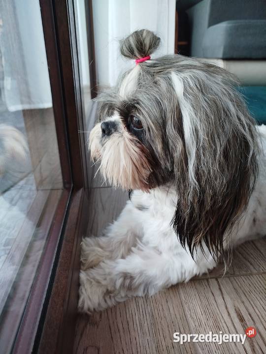 Pies sunia Shih Tzu sprzedam