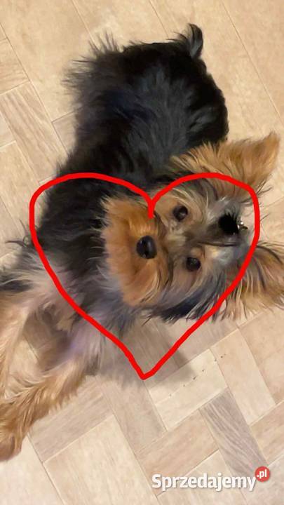 Sprzedam suczkę york sdalowo złota Zwierzęta śląskie Gliwice