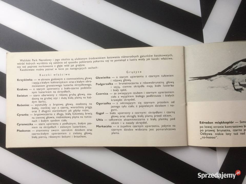 3558 Ptaki Wolińskiego Parku Narodowego zachodniopomorskie