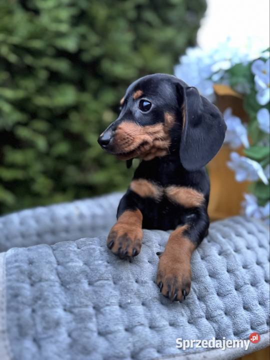 Cudowna sunia Jamnik miniaturowy standard czarno