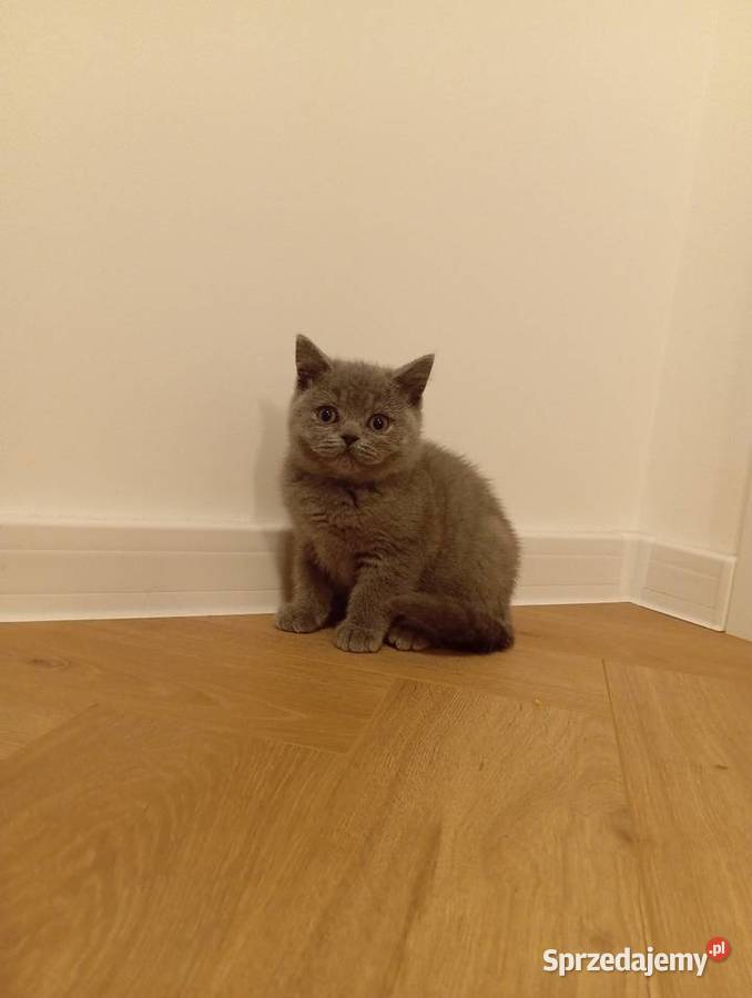 Kotkotek brytyjska niebieską Brytyjski Wzdół Rządowy