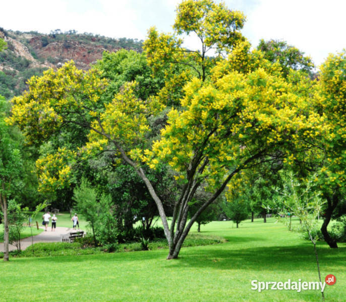 PLECIONKA PŁACZĄCA Peltophorum africanum NASIONA Lubanie