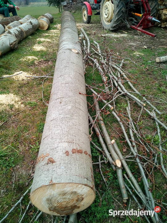 sprzedam topole Bączałka sprzedam