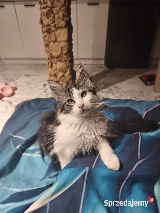 Kotka Maine coon z rodowodem zaplecze genetyczne świętokrzyskie Prawęcin