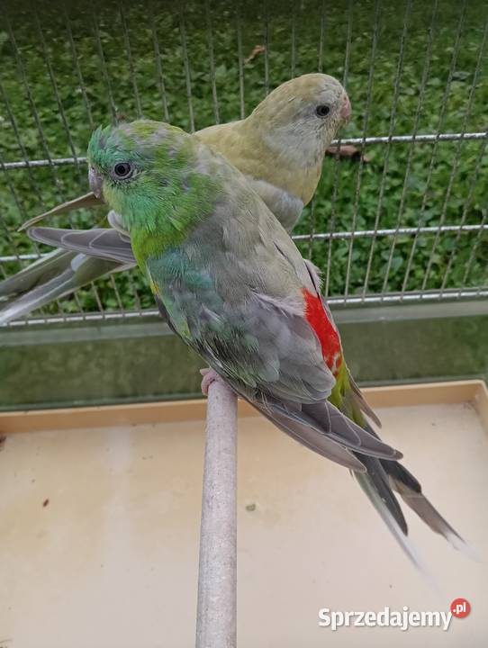 Świergoty Zagórzany