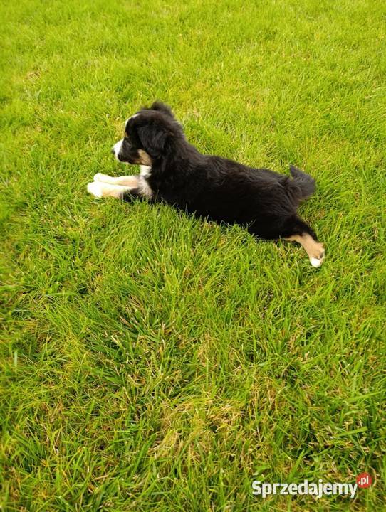 Piesek Border Collie Szczaworyż sprzedam