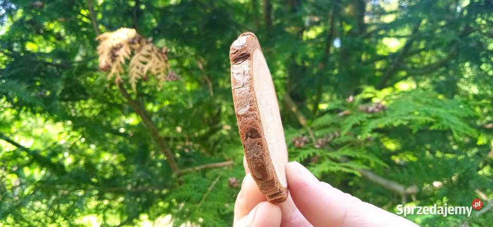 Plastry drewna 500sztuk 210 krążki drewniane Pozostałe Kraków