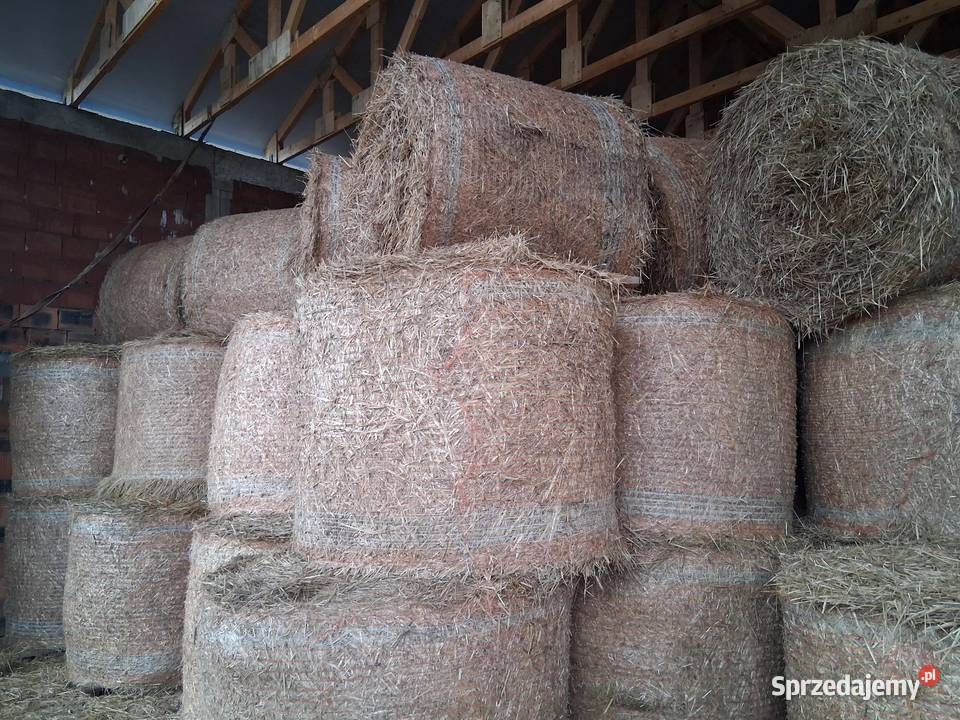 Słoma żytnia i owsiana sucha Trawy, słoma śląskie Stany sprzedam