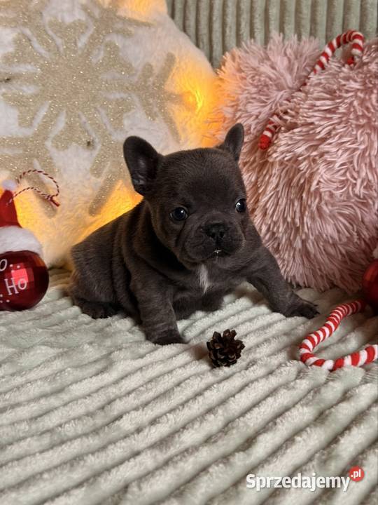 Buldog francuski do rezerwacji śląskie Częstochowa