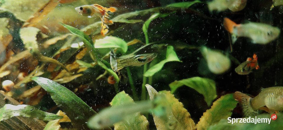 Młody narybek gupika Warszawa sprzedam