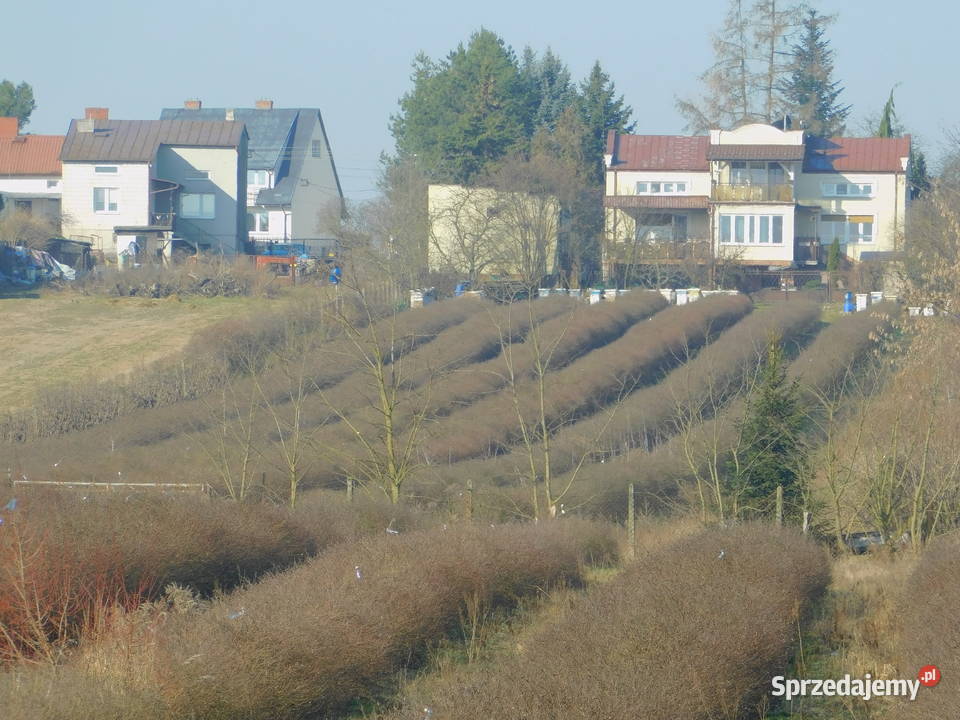 Syndyk sprzeda Mogielnica dz 1272 i 1304 mazowieckie sprzedam
