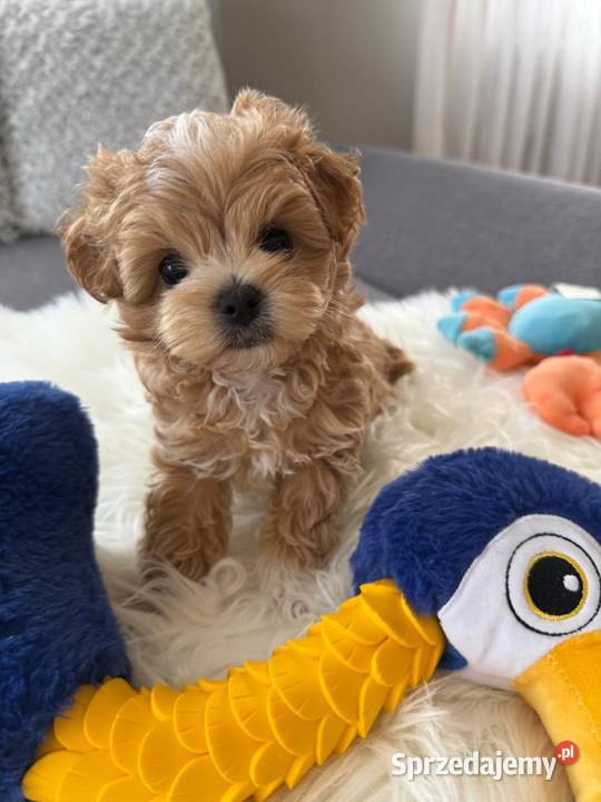 Maltipoo xxs pieski Lipsko