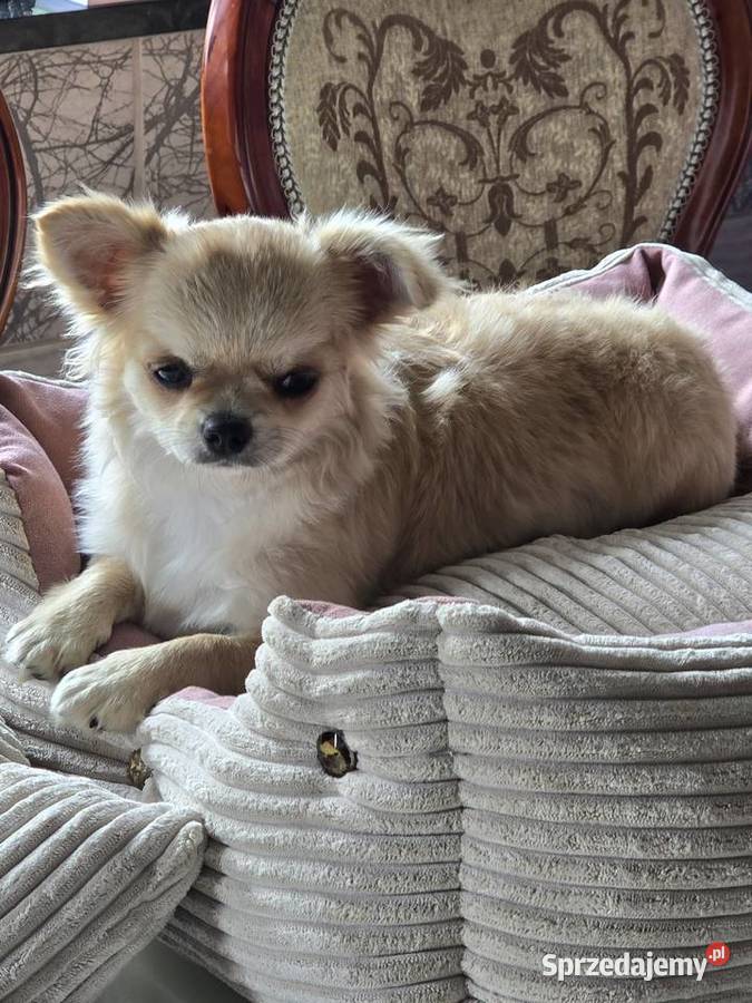 Chihuahua biszkoptowa 9 mcy Bielsko-Biała