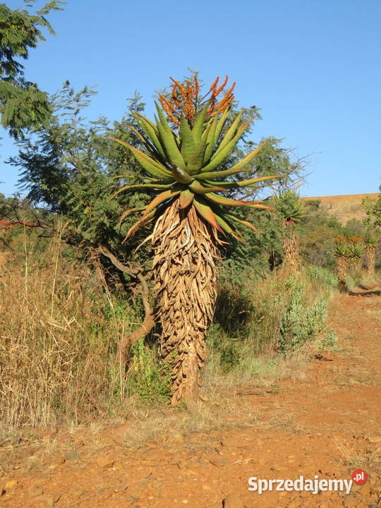 Aloes aloe Marlothii wyjątkowy okaz jedyny taki Piastów