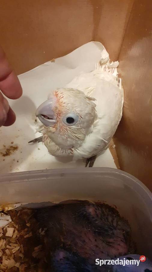 Papuga kakadu różowa ręcznie karmiona Warszawa sprzedam