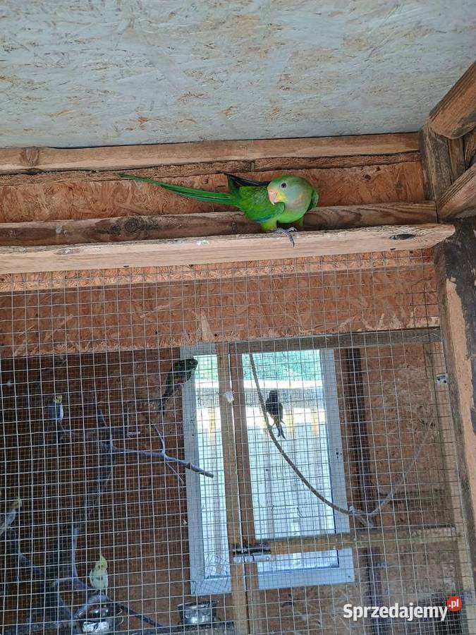 Sprzedam piękną parę BarabandWięcej informacje Ptaki Zwierzęta Dąbrowa Górnicza