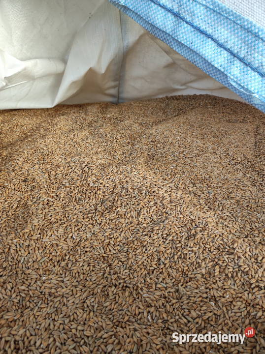 SPRZEDAM Pszenżyto ozime Paradyż