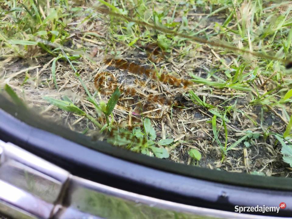 SprzedamSzyba tylna mercedes W123 wykładzina tył Tylne Wrocław