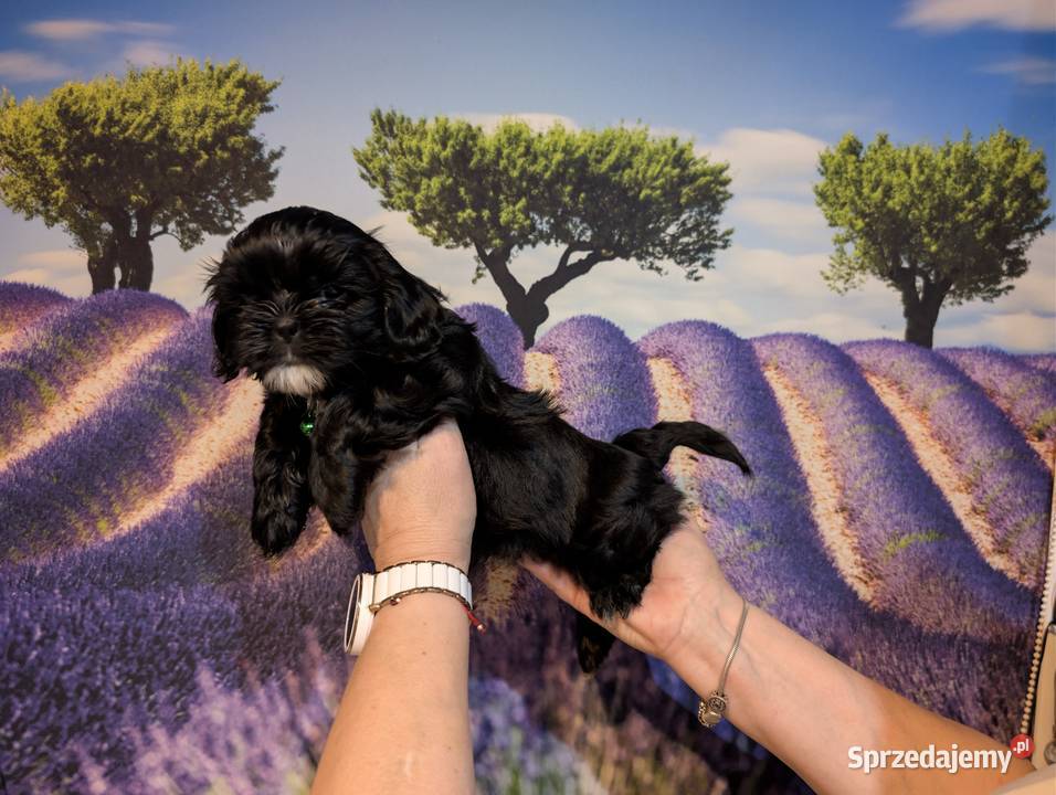 Szczenięta shih tzu z genem blue Zawiercie sprzedam