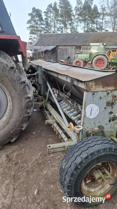 Siewnik Mazur mazowieckie Sokołów Podlaski