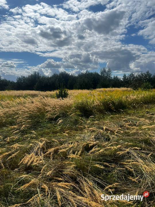 Działka w KwiatkówkuKampinos Kwiatkówek