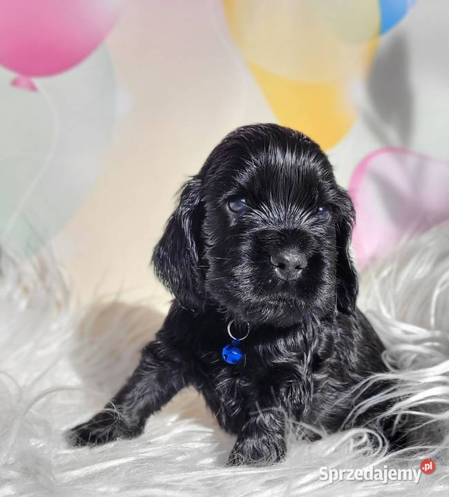 Cocker spaniel angielski pieski i suczki Łódź