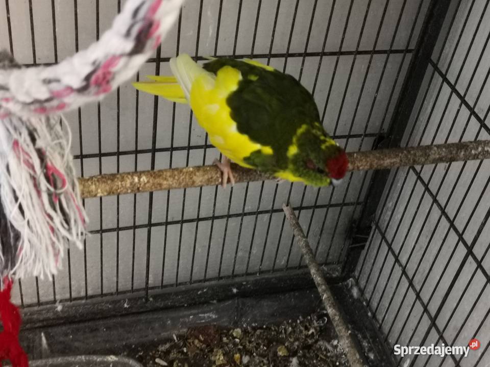 Papugi kozie modrolotki para