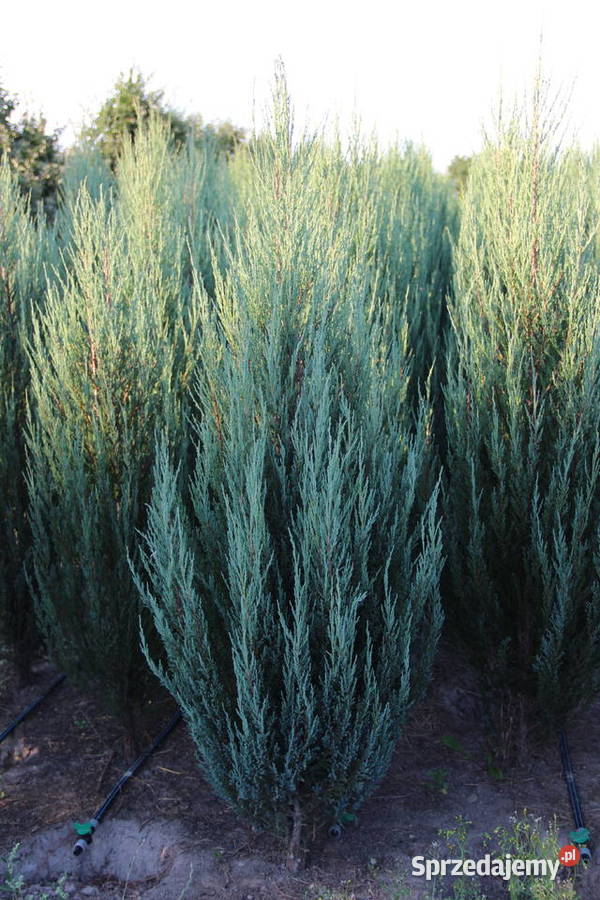 Jałowiec skalny Juniperus scop BLUE ARROW 180200 mazowieckie Warszawa