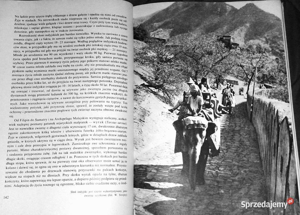 Ssaki Włodzimierz Serafiński Ewa Chełm