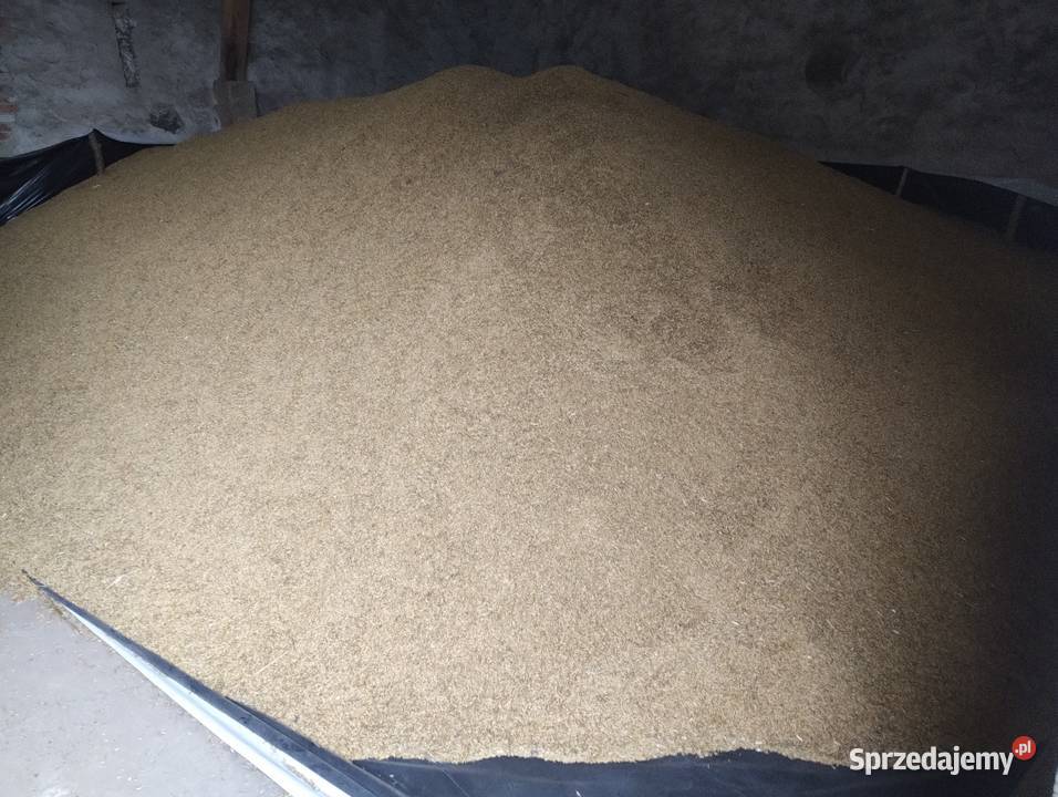 Sprzedam pszenżyto owies Szczuczyn sprzedam