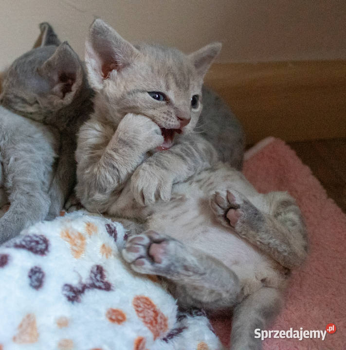 Kotka Devon Rex Quilla liliowa pręgowana FIFe Poznań