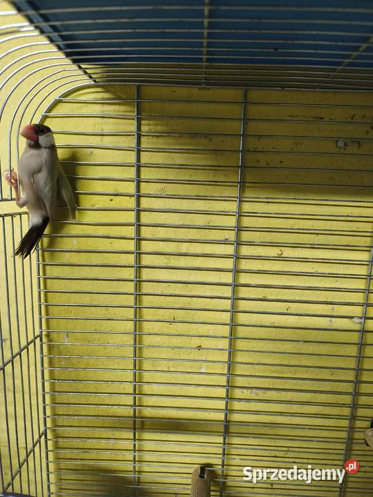 Ryżowce wielkopolskie Poznań