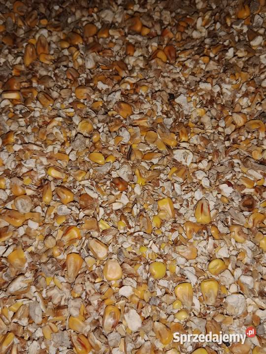 Kukurydza sucha polska śrutowania cała mieszanki Godziszów