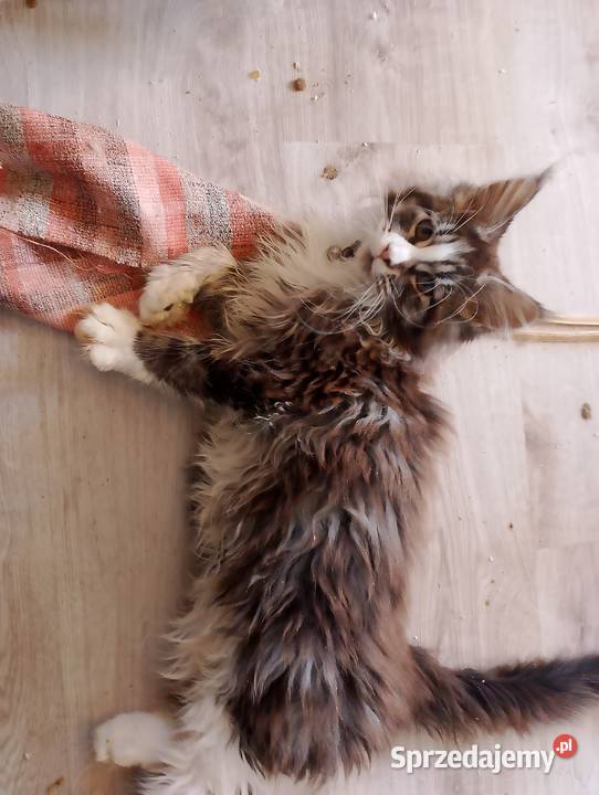 Celinka Maine Coon