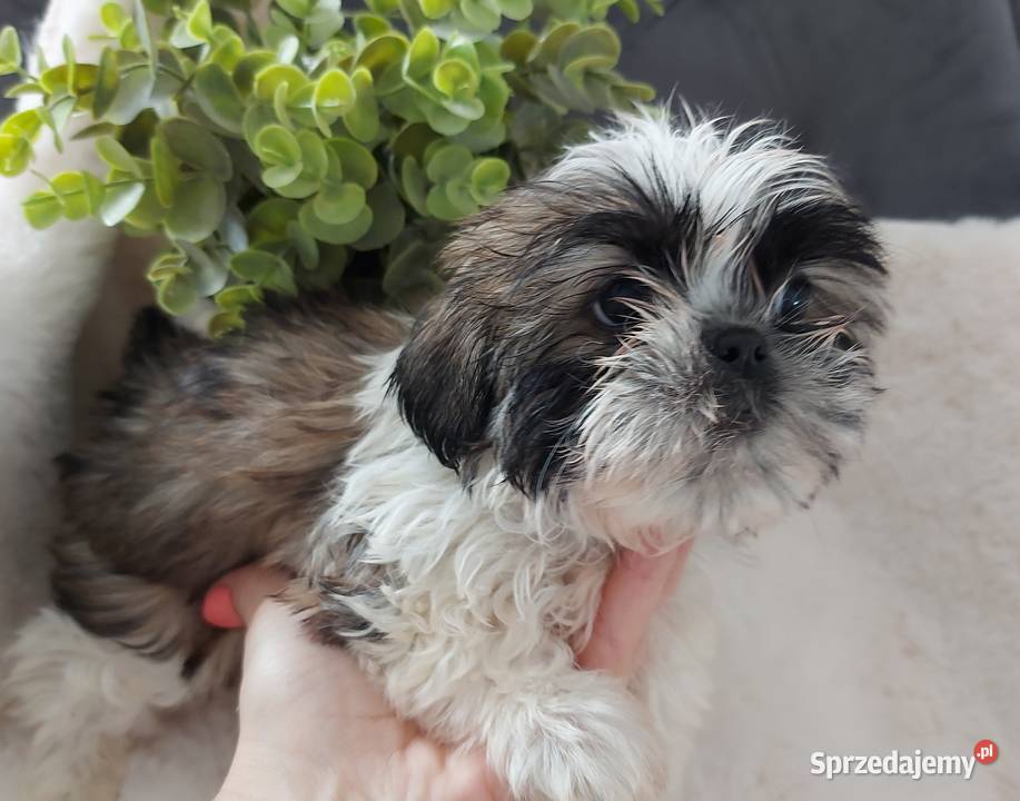 Piesek shih tzu dolnośląskie Brzeg Dolny