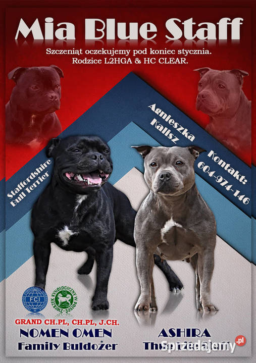 Szczeniaki Staffordshire Bull Terrier Brodnica