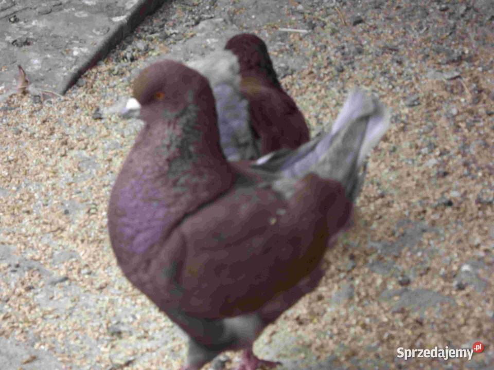 sprzedam gołebie Podborze