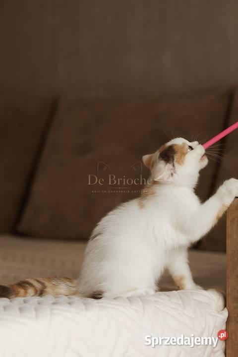 British Shorthair Kotka Chocolate Tortie mazowieckie Ożarów sprzedam