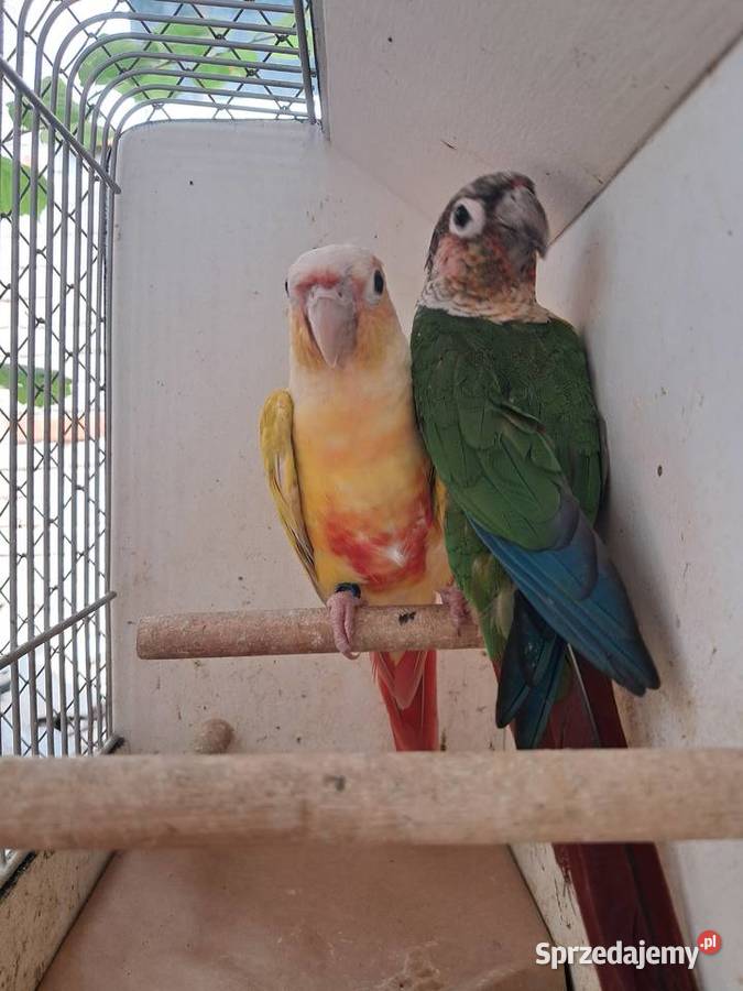 RudosterkaRudosterki