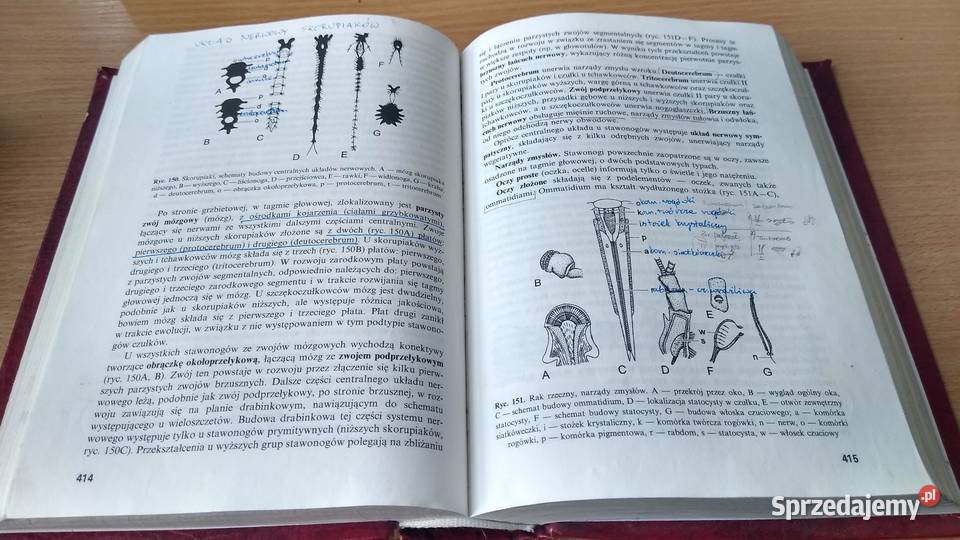 Bezkręgowce podstawy morfologii funkcjonalnej Gdańsk