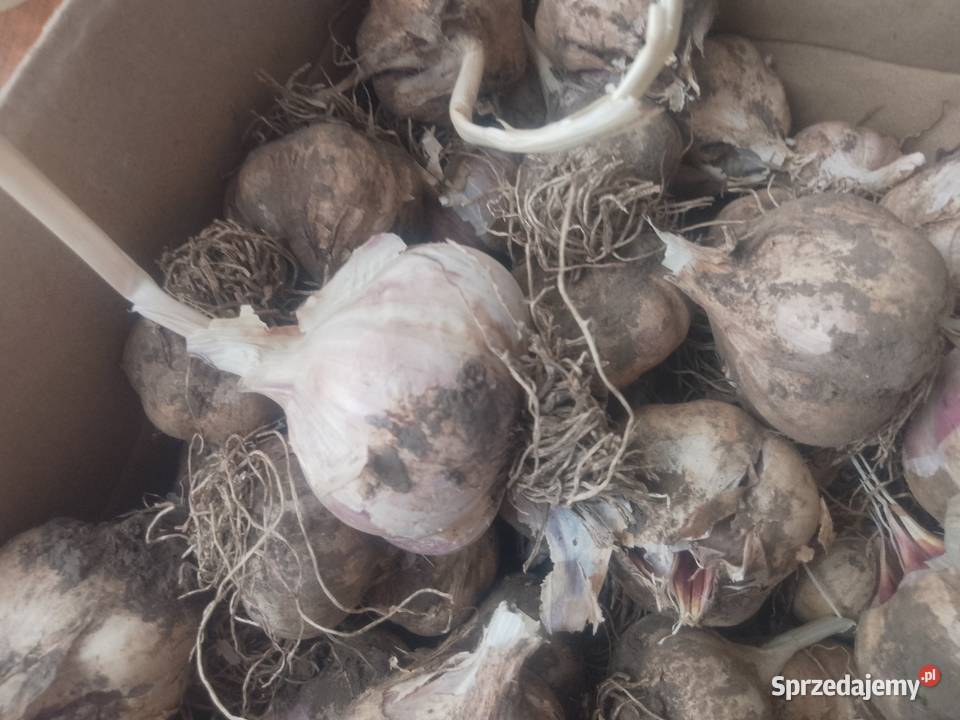 Czosnek Harnaś Tomaszów Lubelski