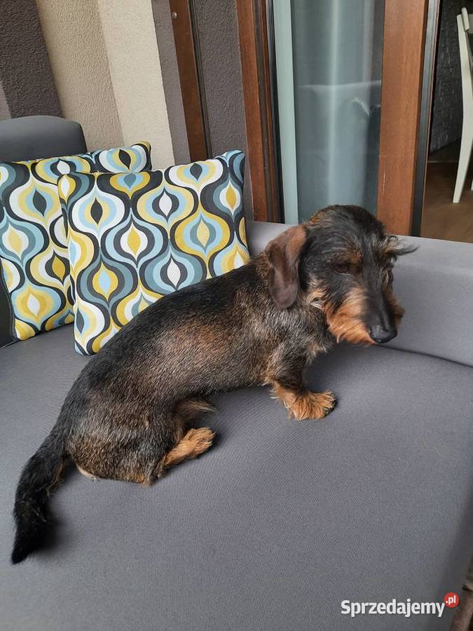 Jamnik szorstkowłosy króliczy Budzyń sprzedam