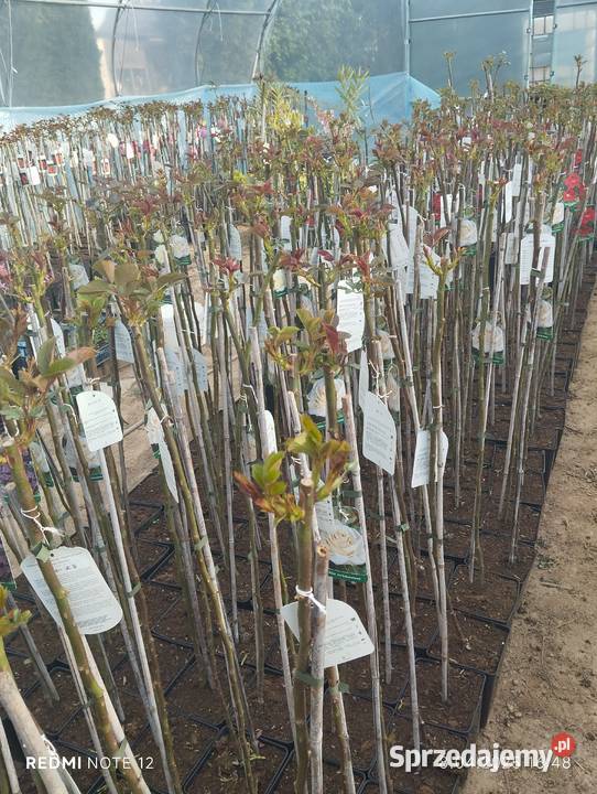 Róża sztamowa Nowy Pożóg