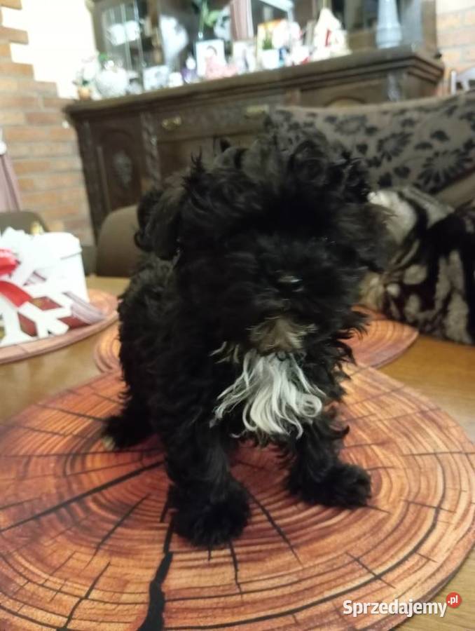 Sprzedam pieska rasy Rosyjska Bolonka Kolorowa Środa Wielkopolska