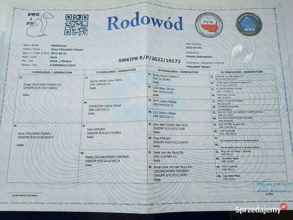 Sprzedam suczkę rasy maltańczyk Pszów