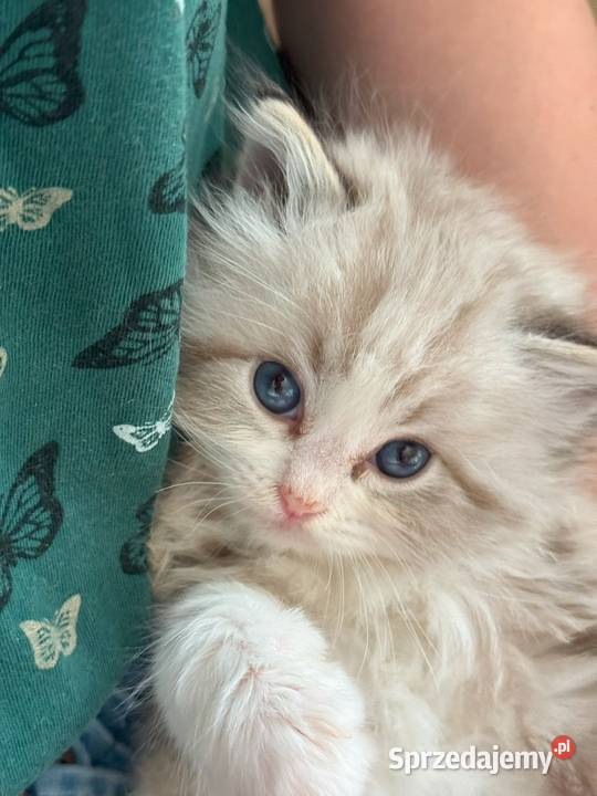 Ragdoll Elrond Hodowla Lazurowe Łapki śląskie Lubliniec