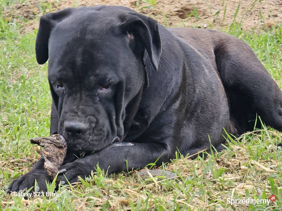 Szczenięta Cane Corso Łubno