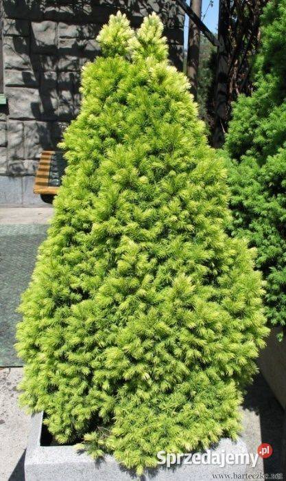 Świerk biały Conica Picea glauca wys 7090 donica sprzedam