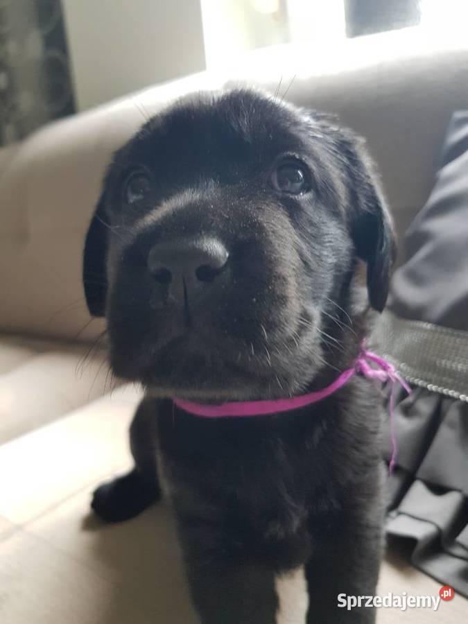 Labrador retriver FCI Kobylno