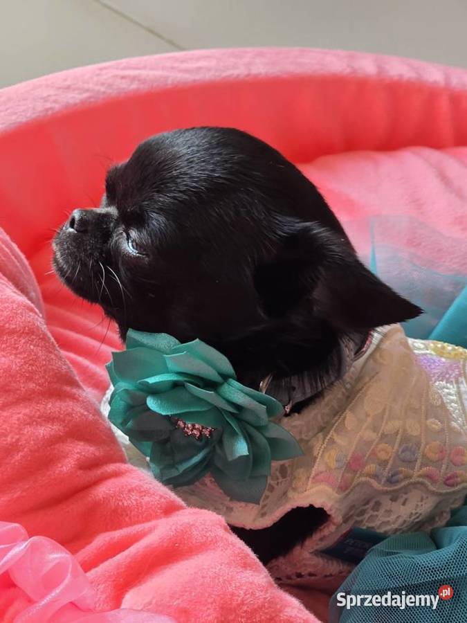 Chihuahua XS Mini Bielsko-Biała sprzedam